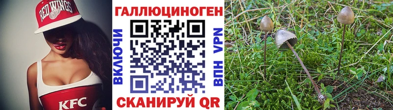 закладки  Кумертау  Галлюциногенные грибы Cubensis 